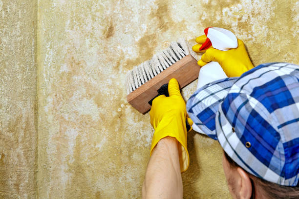 Reliable Calumet Park, IL Mold Removal Solutions