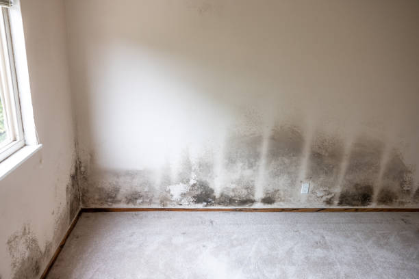 Best Industrial Mold Remediation  in Calumet Park, IL